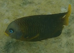 Stegastes arcifrons