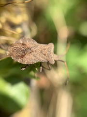 Coreus marginatus