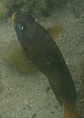 Stegastes arcifrons