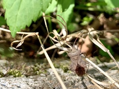 Coreus marginatus