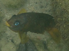 Stegastes arcifrons