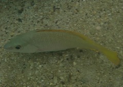 Lutjanus argentiventris