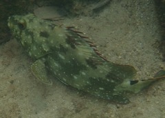 Epinephelus labriformis