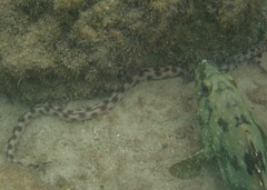 Epinephelus labriformis