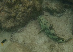 Epinephelus labriformis