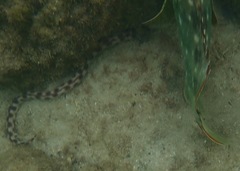 Epinephelus labriformis