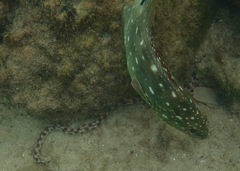 Epinephelus labriformis