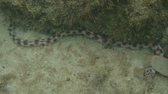 Myrichthys xysturus