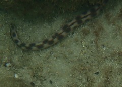 Myrichthys xysturus
