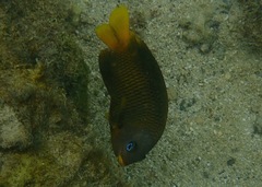 Stegastes arcifrons