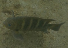 Abudefduf concolor