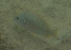 Lutjanus argentiventris