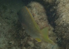 Lutjanus argentiventris