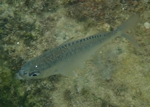 Dows mojarra (Eucinostomus dowii) — Gerreidae — 4
