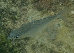 Eucinostomus dowii
