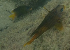 Stegastes arcifrons
