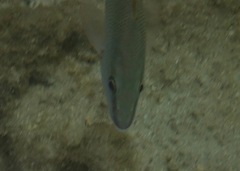 Lutjanus argentiventris