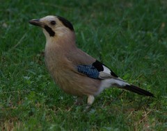 Garrulus glandarius atricapillus