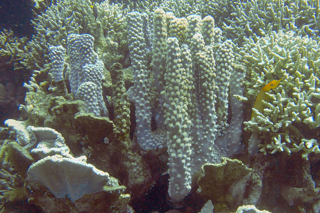 Bowl coral
