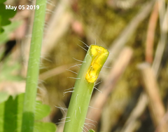 Chelidonium asiaticum