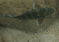 Abudefduf concolor