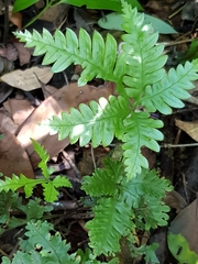 Pteris grevilleana