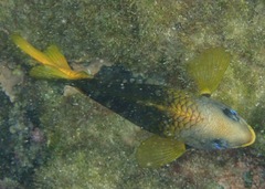 Stegastes arcifrons