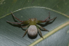 Australomisidia ergandros