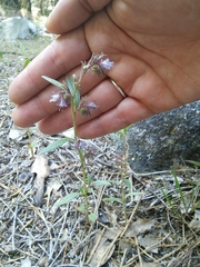 Phacelia quickii