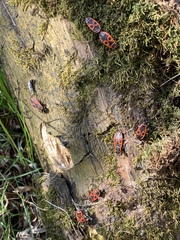 Pyrrhocoris apterus