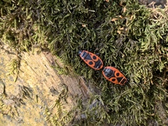 Pyrrhocoris apterus
