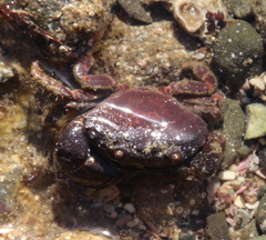 Ozius deplanatus