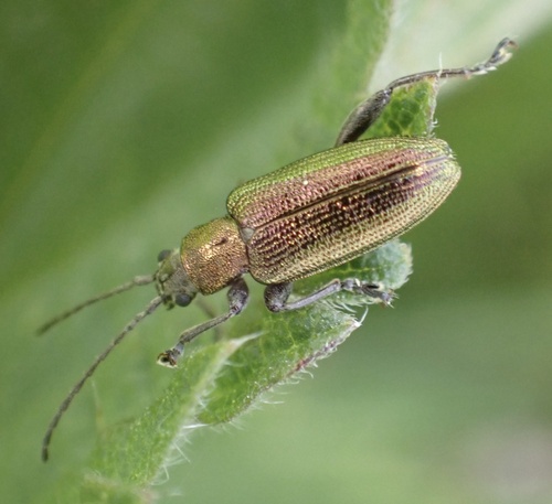Grooved Leaf Beetle, Graafland, Groot-Ammers, South Holland, NL, photo 8 of 10