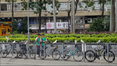 Columba livia domestica