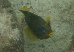 Stegastes arcifrons