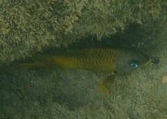 Stegastes arcifrons