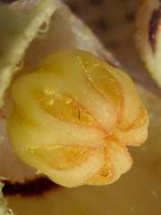 Aristolochia tamnifolia