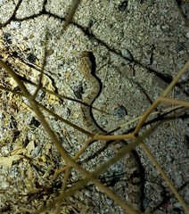 Trimorphodon lyrophanes