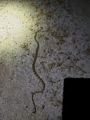 Trimorphodon lyrophanes