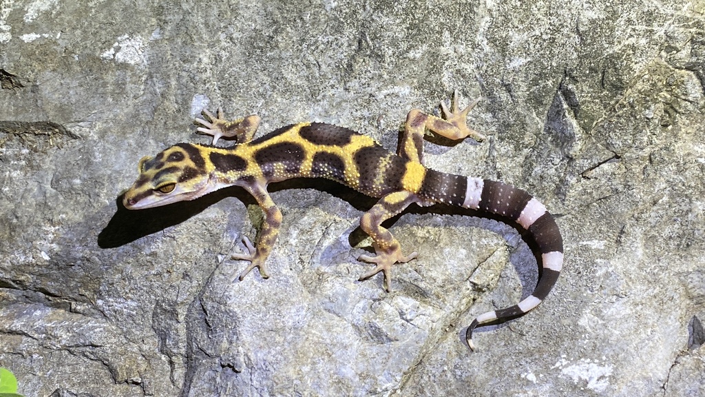Spotted Ground Gecko