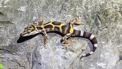 Spotted ground gecko (Goniurosaurus orientalis) · iNaturalist