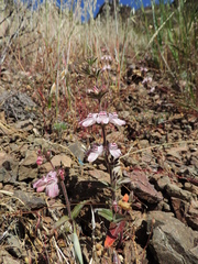Collinsia tinctoria