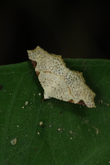 Prolophota trigonifera