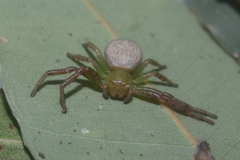 Australomisidia ergandros