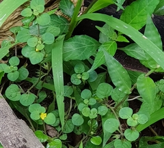 Lysimachia japonica
