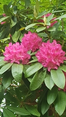 Rhododendron ponticum