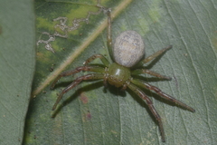 Australomisidia ergandros