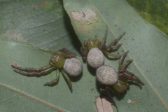 Australomisidia ergandros