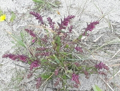 Odontites vernus