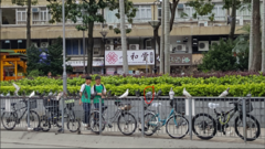 Columba livia domestica